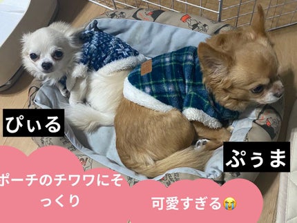 チワワ&コスメ柄ポーチ/わんDayペット/その他を使ったクチコミ(6枚目)