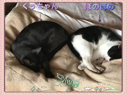 シャドーカスタマイズ (フローティング)/MAJOLICA MAJORCA/単色アイシャドウを使ったクチコミ(4枚目)