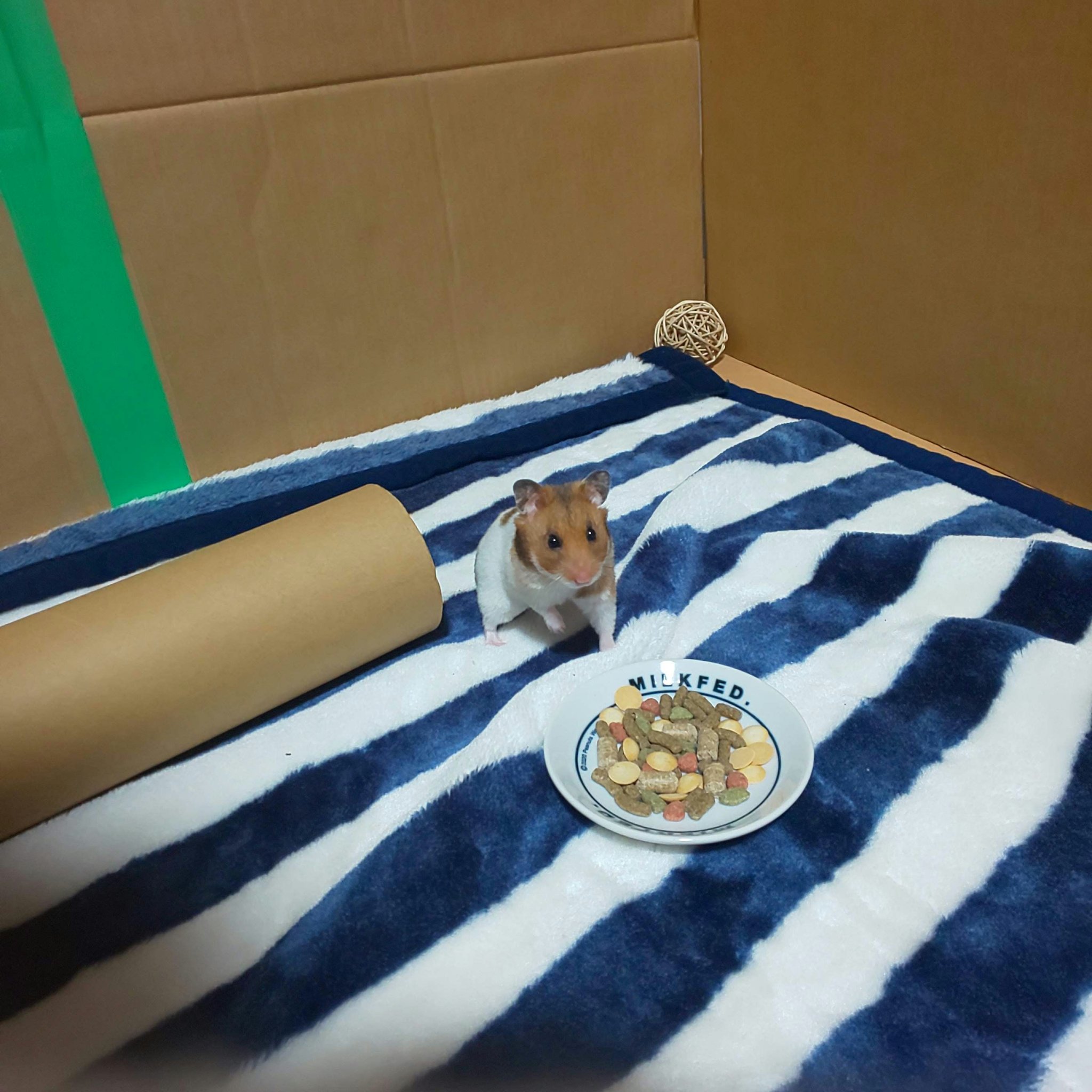 VNTUS 1day/VNTUS/ワンデー（１DAY）カラコンを使ったクチコミ（1枚目）