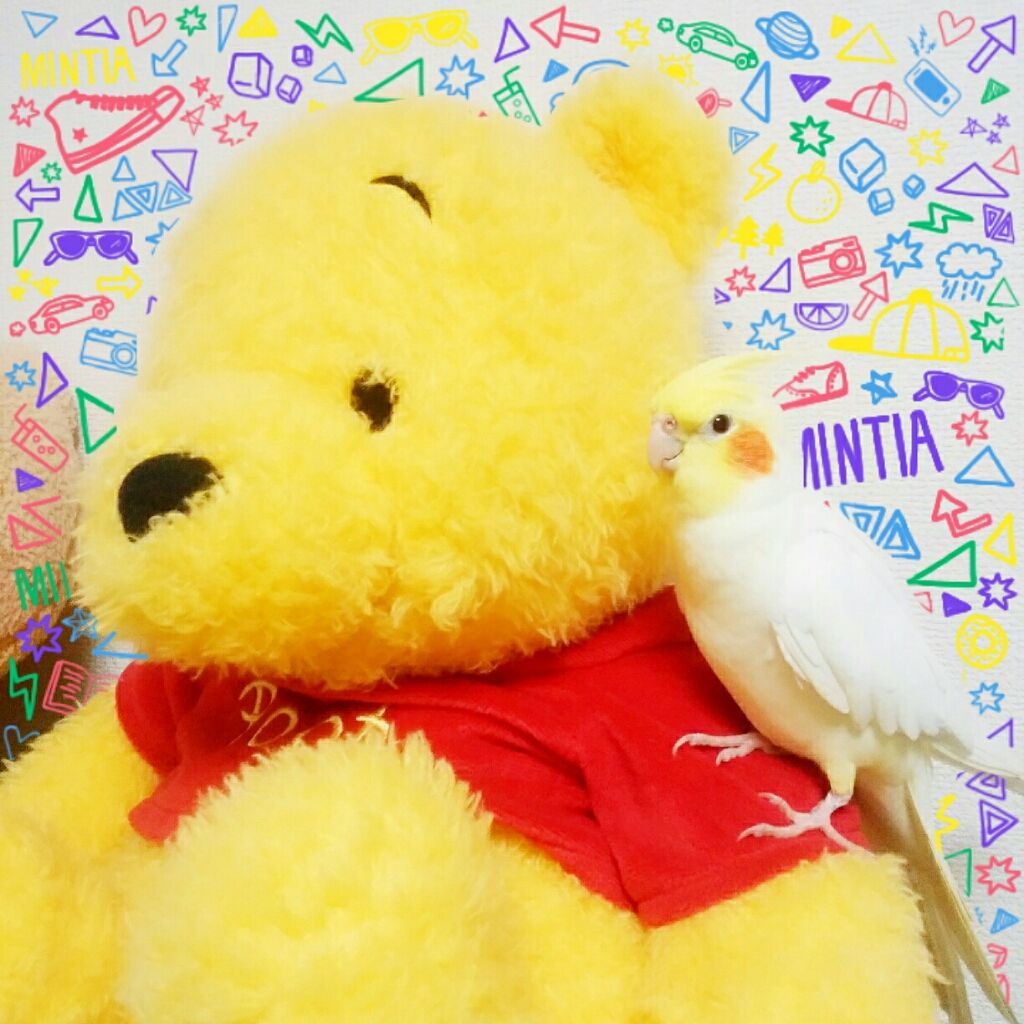 妹子 on LIPS 「~オカメインコ好きと繋がりたい編(雑談)~今回は私たちの大切な..」(1枚目)