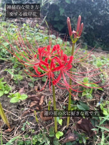 ビオレ ザ ハンド 薬用泡ハンドソープ 金木犀の香りのクチコミ「      【キンモクセイ🏵️シリーズ】
         お彼岸なので
     .....」(3枚目)