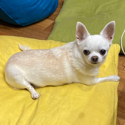 しに子ちゃん on LIPS 「【二枚目ちょいグロ?注意】火傷して水膨れでおじゃ。痛くないけど..」(3枚目)