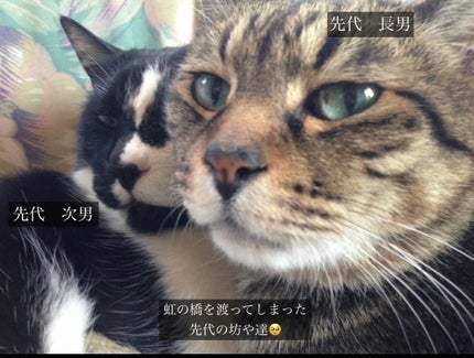 ケイト ポッピングシルエットシャドウ/KATE/アイシャドウパレットを使ったクチコミ(5枚目)