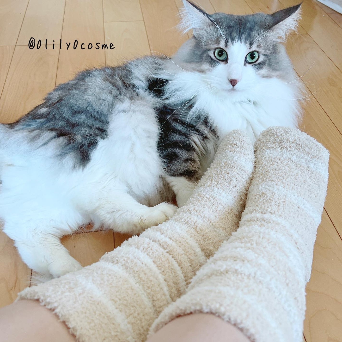 ぽかぽかカイロソックス/カイロソックス/暖かい靴下を使ったクチコミ(4枚目)