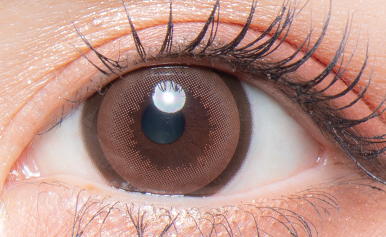 colors 1day メガリングドーナツ