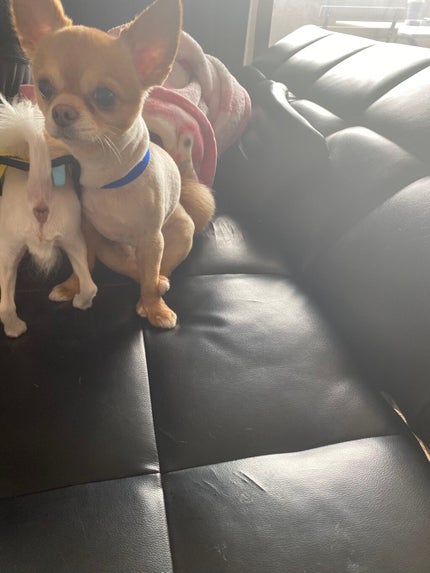 POWER 10 FORMULA VE EFFECTOR/It's skin/美容液を使ったクチコミ(10枚目)