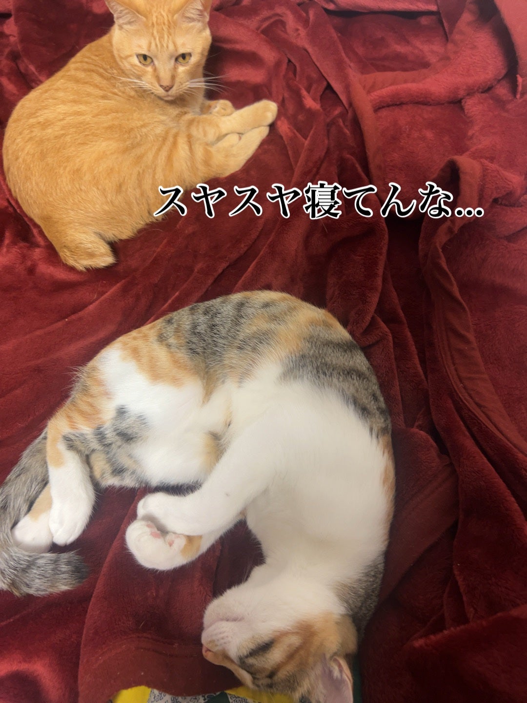 セラム シールド/ONE BY KOSE/フェイスバームを使ったクチコミ(4枚目)