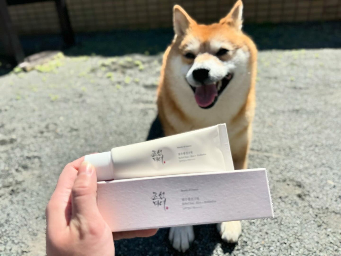 リリーフサンライス + プロバイオティクス/Beauty of Joseon/日焼け止めクリームを使ったクチコミ(1枚目)