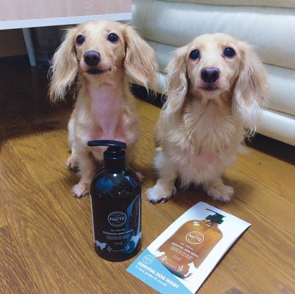 Natto ティーツリープレミアムオイル リンスイン ドッグシャンプー/Natto/その他を使ったクチコミ(1枚目)