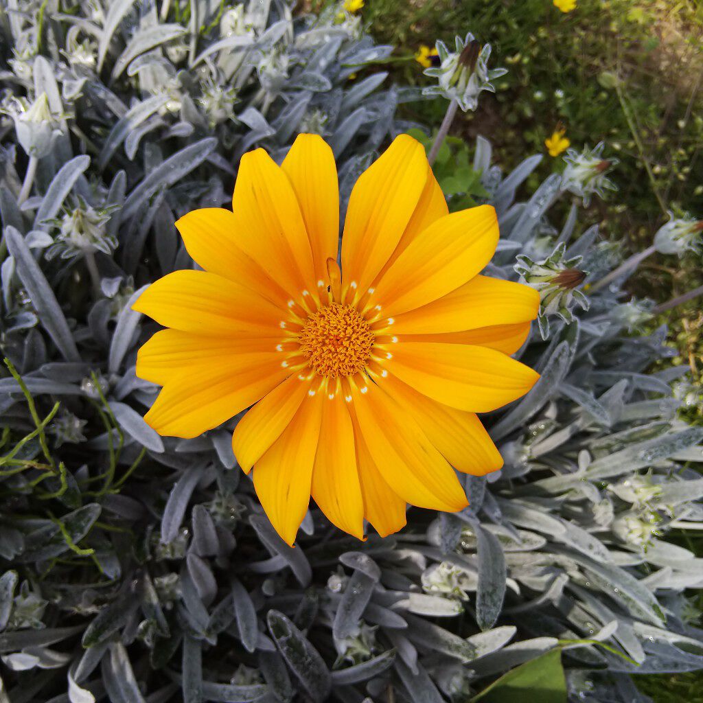 (旧)プレスド アイシャドー (レフィル)/shu uemura/単色アイシャドウを使ったクチコミ(2枚目)