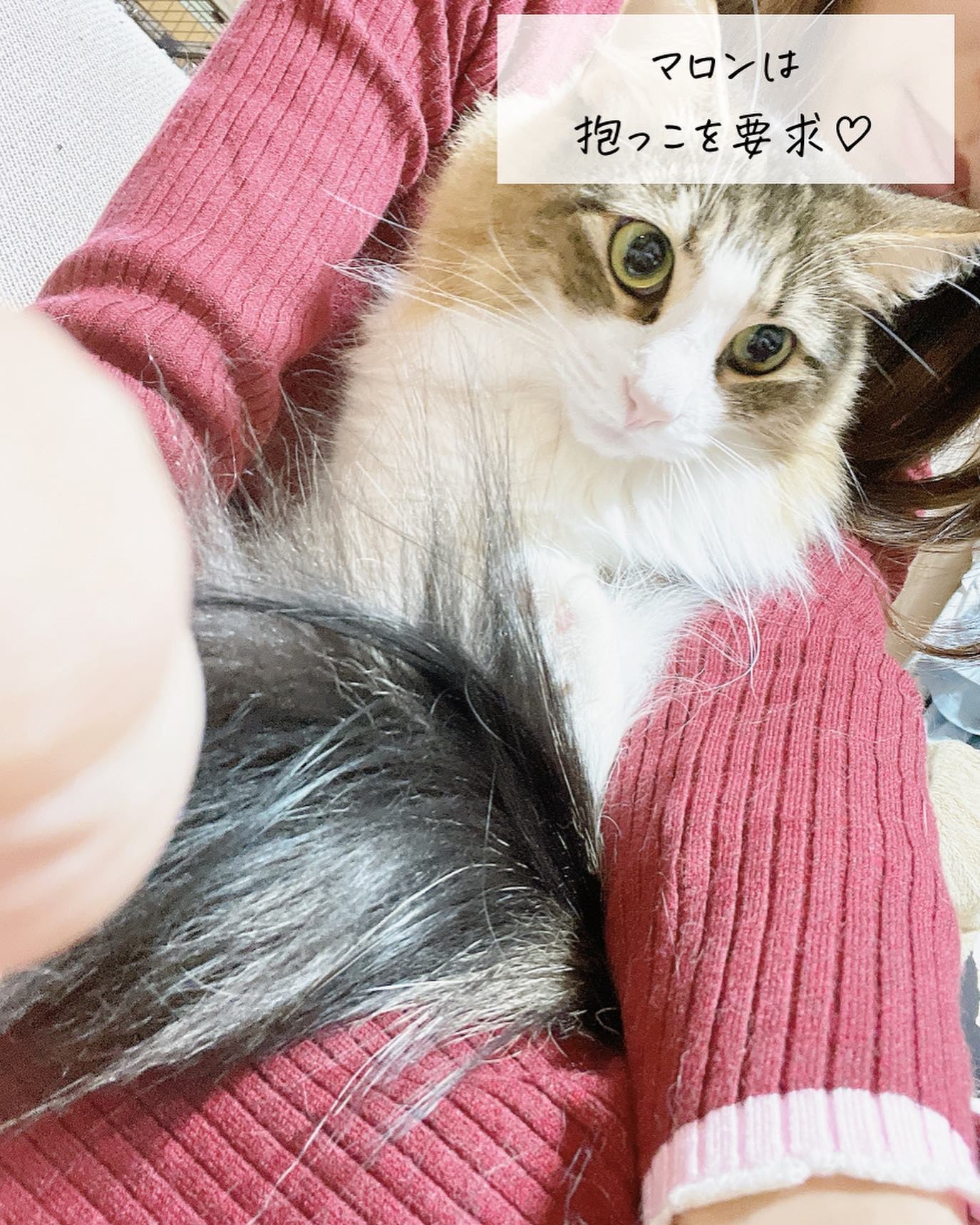 みなも on LIPS 「@minamo.beauty_cafe\ もっと猫にモテたい❤..」(8枚目)