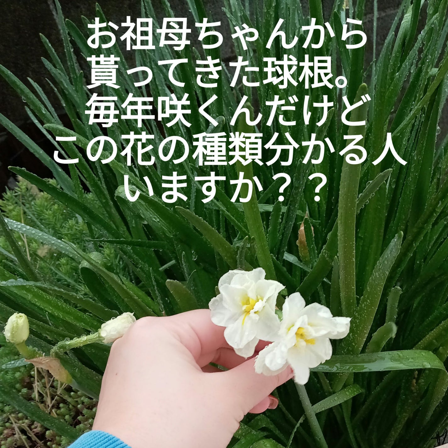 ビヨンセ奥二重向上委員長🥸LIPSパートナー🥳 on LIPS 「数年前に次男がスイセンにハマり←スイセンだと思ってお祖母ちゃん..」(1枚目)