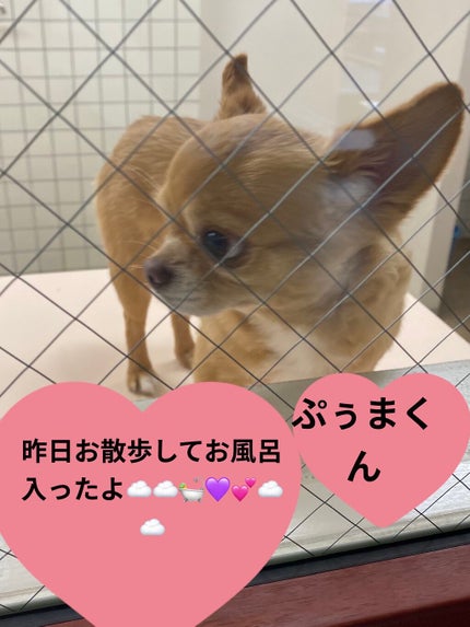 KAI light ハイダメージ ヘアオイル&セラム/Lialohas/ヘアオイルを使ったクチコミ(7枚目)