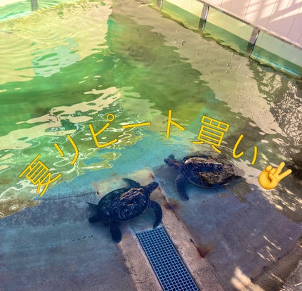 薬用美白スキンケアUV下地/なめらか本舗/化粧下地を使ったクチコミ(1枚目)