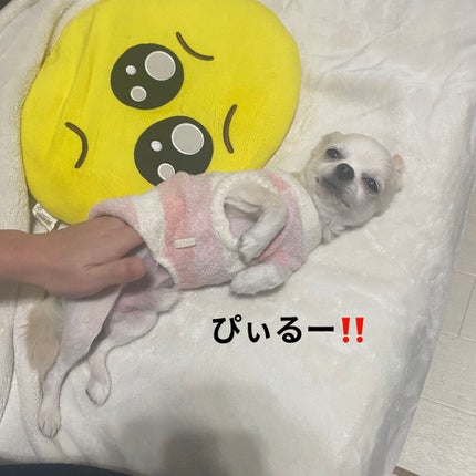 フェイスポリッシャー リフレッシング(ミント)/SABON/スクラブ・ゴマージュを使ったクチコミ(6枚目)