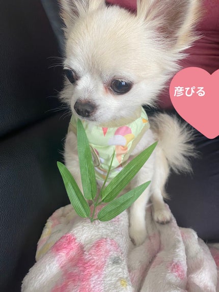 マルチグリッターカラー/ENBAN TOKYO/単色アイシャドウを使ったクチコミ(7枚目)