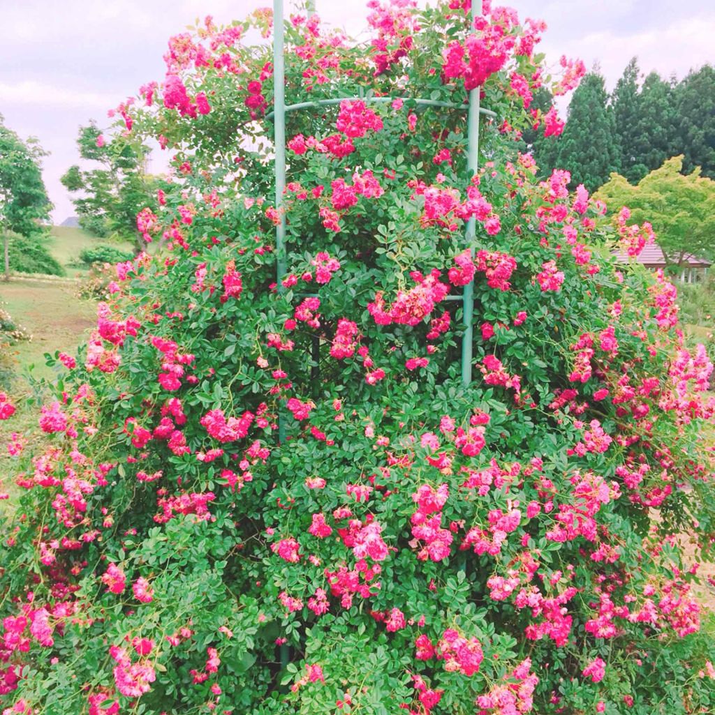 グロッシーリッチ アイズ/Visée/アイシャドウパレットを使ったクチコミ(4枚目)