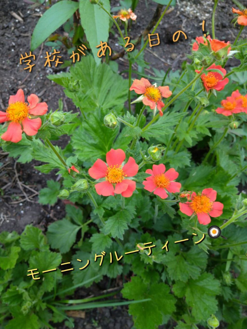 スーパーモイスチャージェルゴールド/スキンアクア/日焼け止めジェルを使ったクチコミ（1枚目）