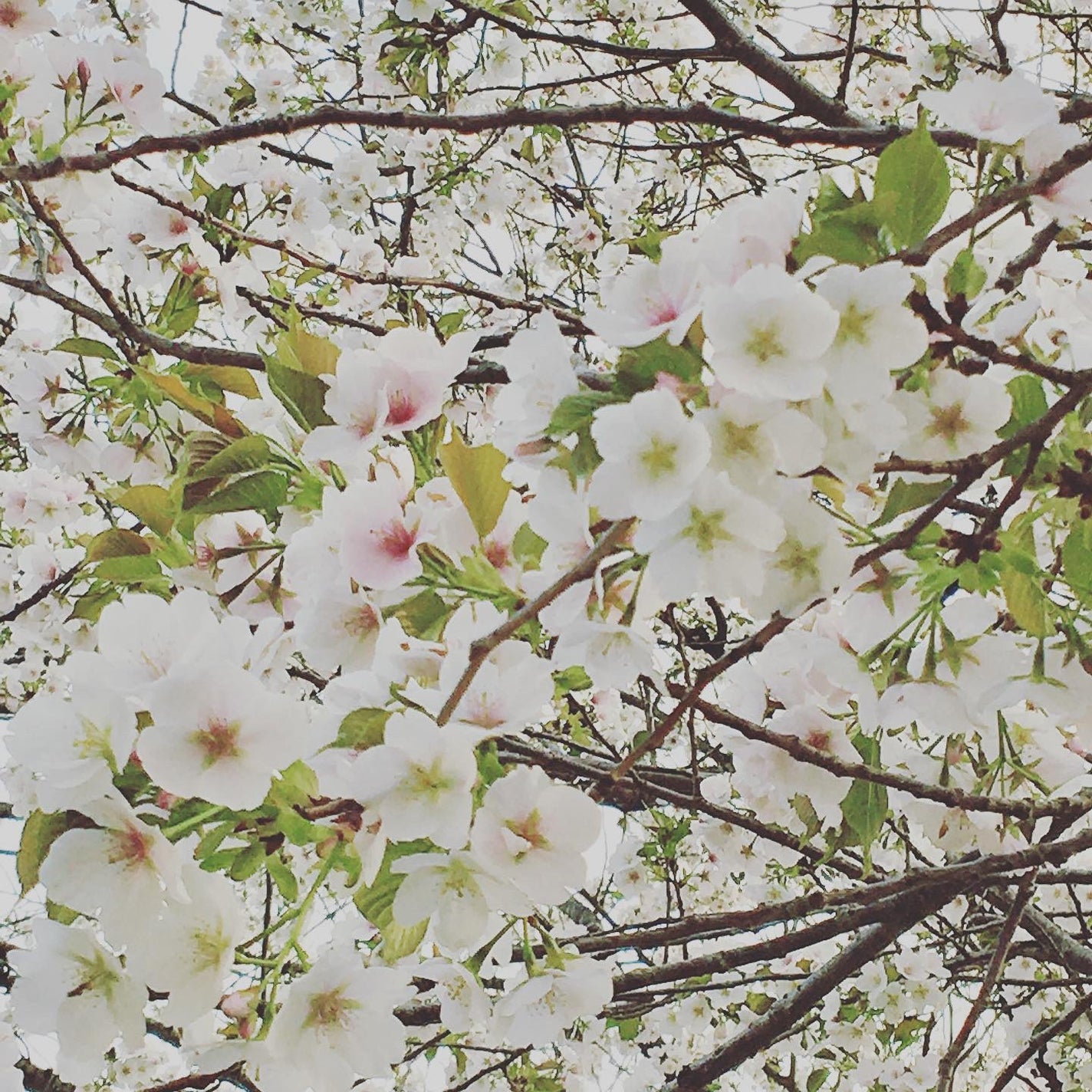 トーン ルミナイザー/to/one/クリームハイライトを使ったクチコミ(8枚目)