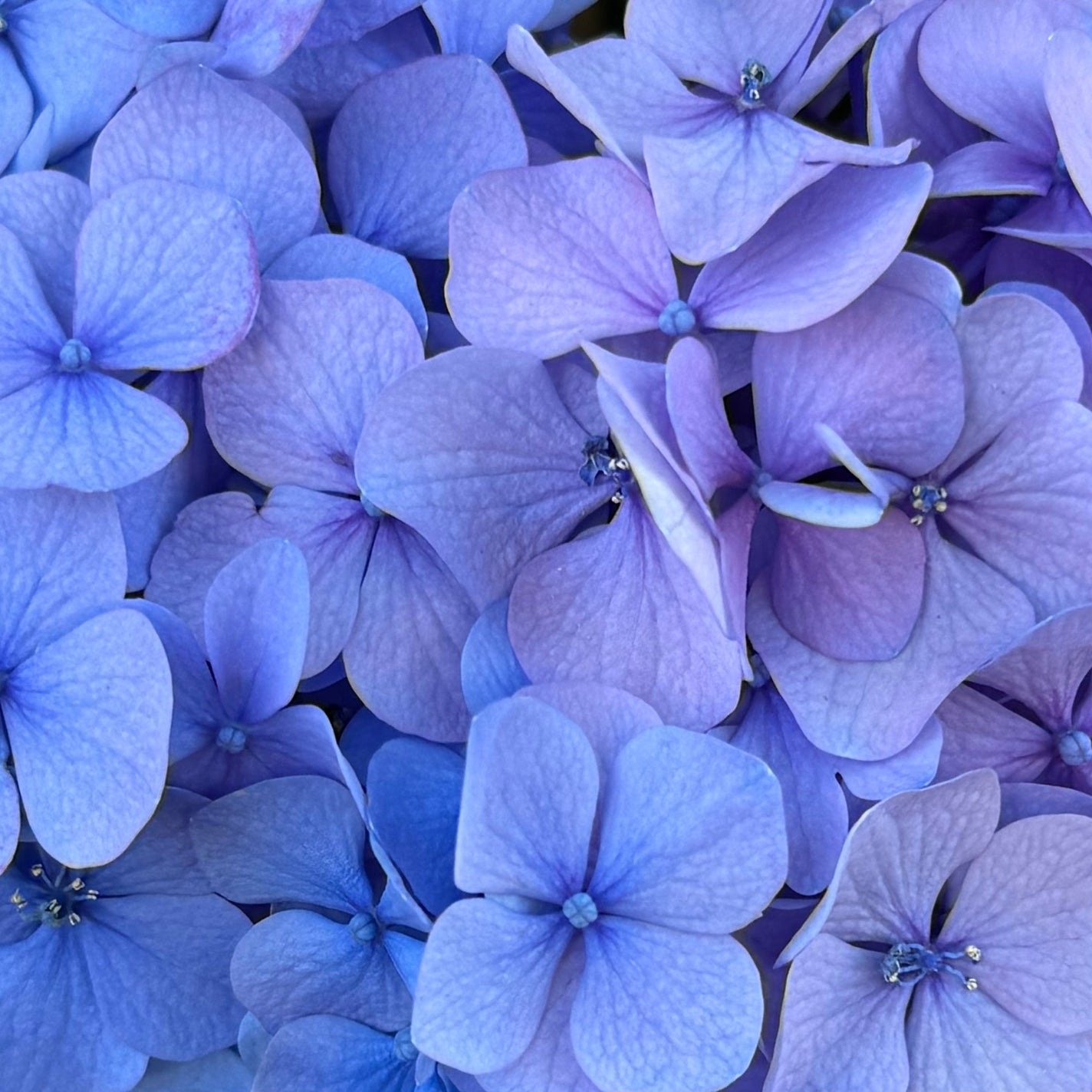 𝐑𝐲𝐨𝐧𝐚 ✿ on LIPS 「紫陽花𝐧𝐚𝐢𝐥…💜✩.。…………………。.✩#あじさいネイル#..」(3枚目)