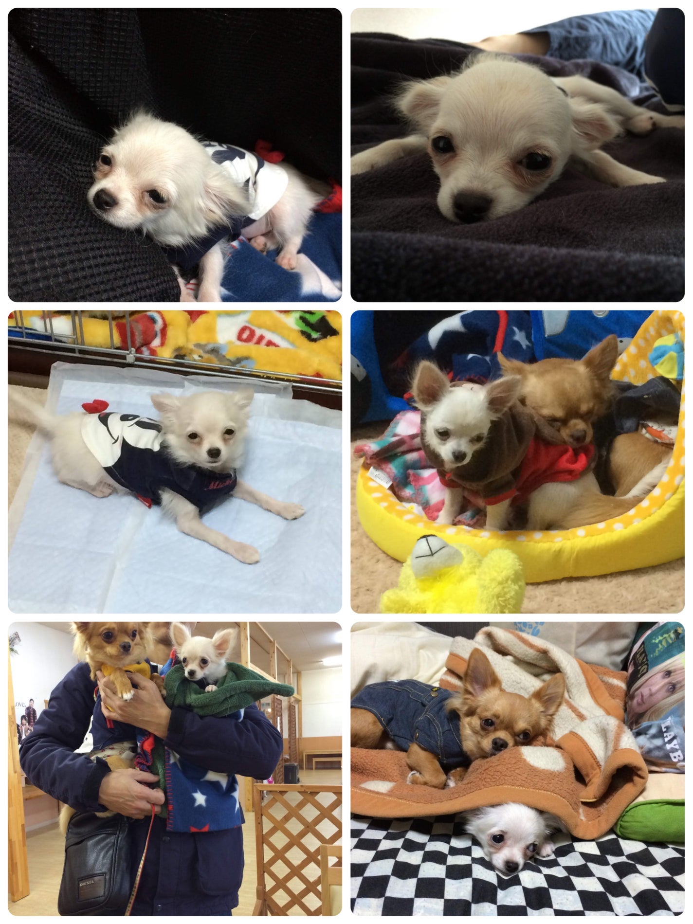 カラフルネイルズ/キャンメイク/マニキュアを使ったクチコミ(5枚目)