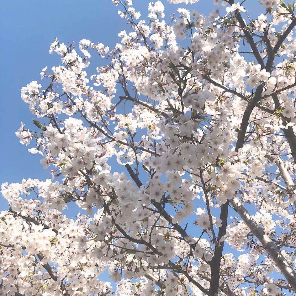 プレミアムルルルン 桜(さくらの香り)/ルルルン/シートマスク・パックを使ったクチコミ(4枚目)