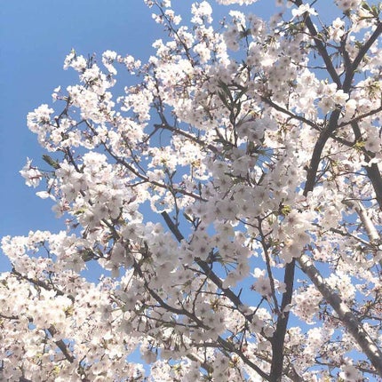 プレミアムルルルン 桜(さくらの香り)/ルルルン/シートマスク・パックを使ったクチコミ(4枚目)