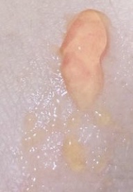 アスタリフト ホワイト ジェリー アクアリスタ レフィル60g/アスタリフト/美容液を使ったクチコミ（1枚目）