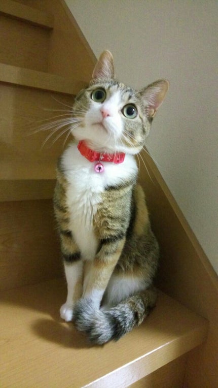 ã䜿ã£ãã¯ãã³ãïŒ1æç®ïŒ