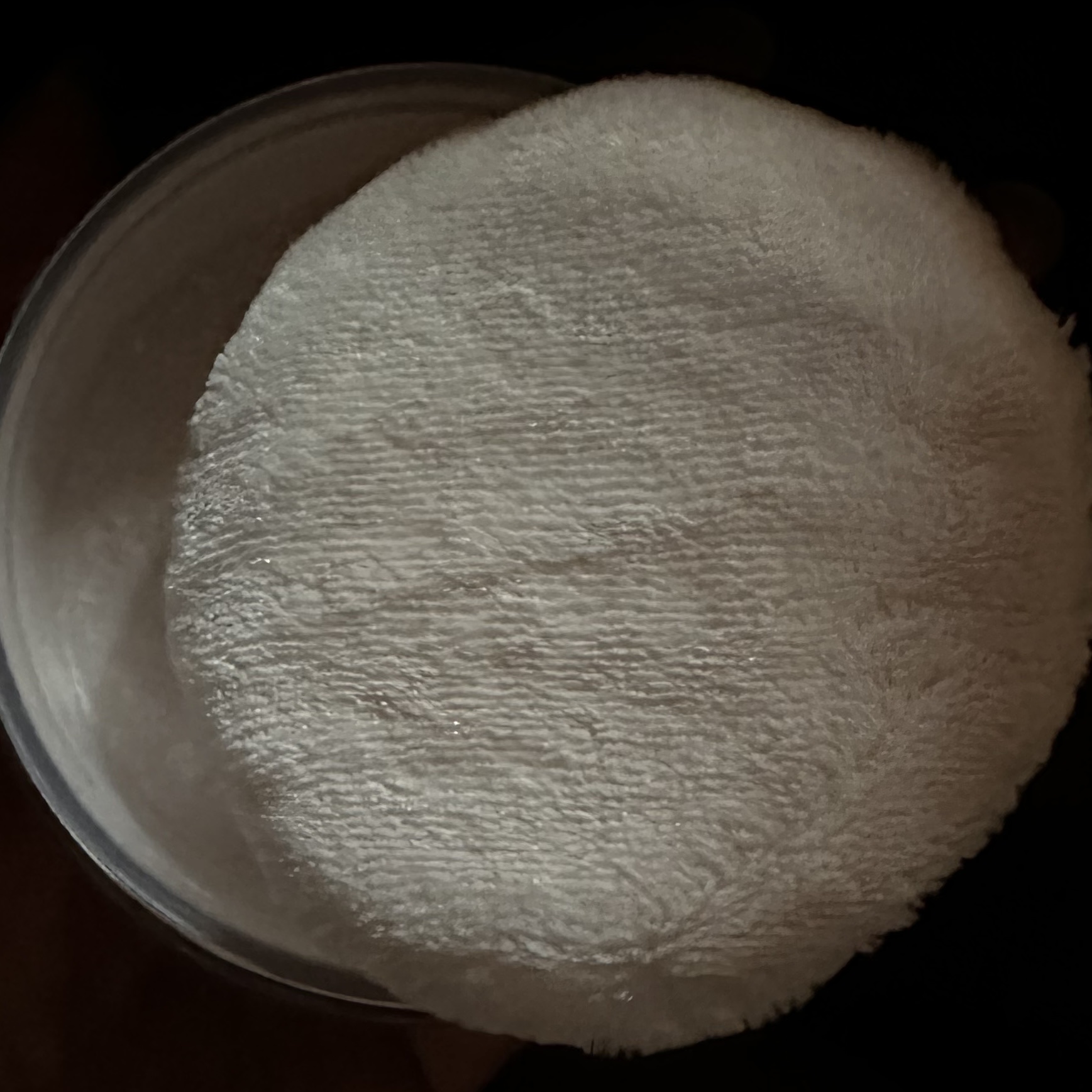 フェイスパウダー 00 trans lucent/DECORTÉ/ルースパウダーを使ったクチコミ（3枚目）