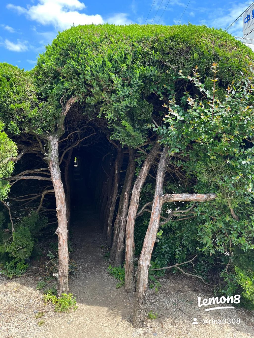 りな on LIPS 「八幡浜市にある王子の森公園行ってきたよ!!
木のトンネル!!
..」(4枚目)