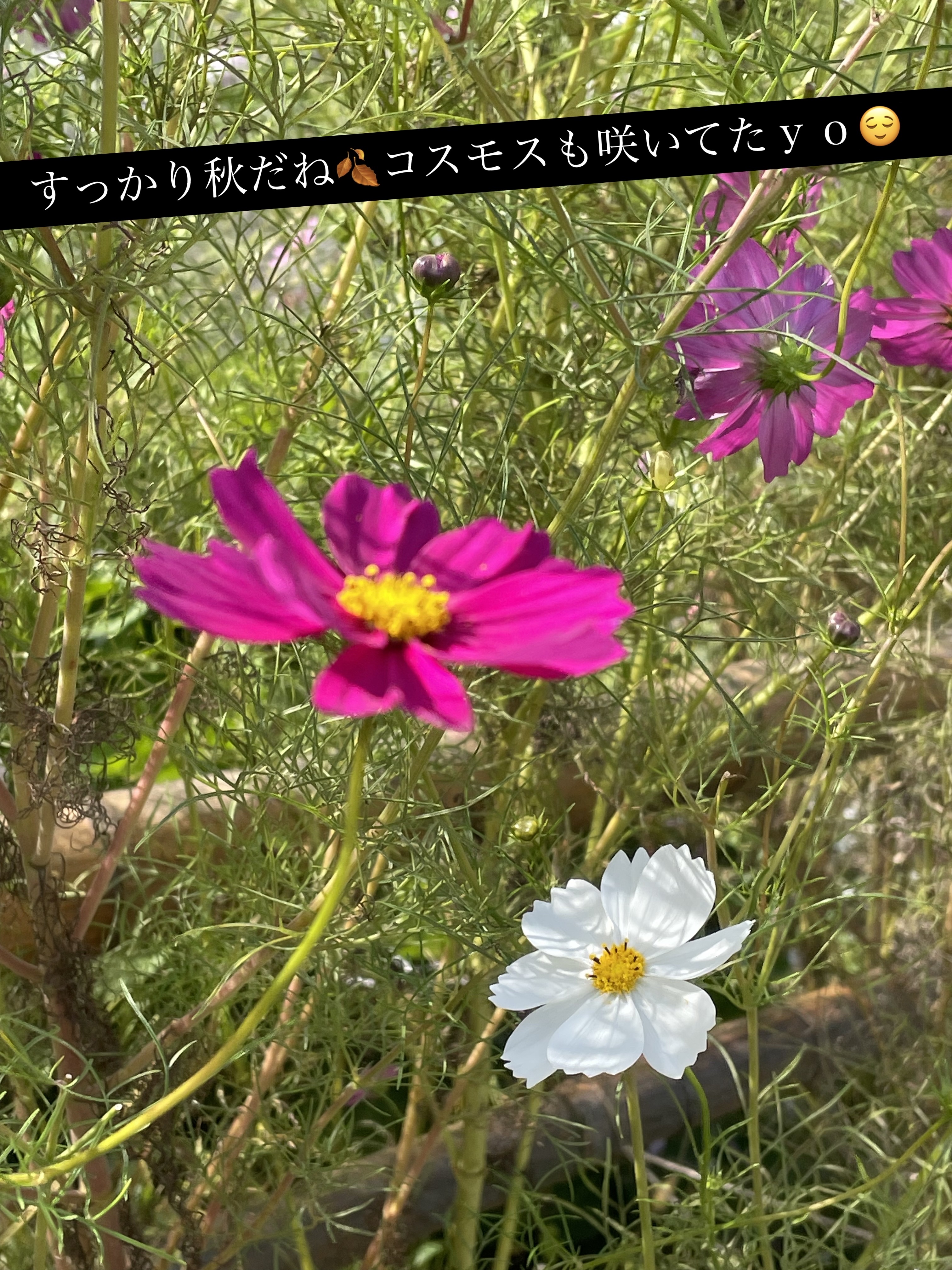 シャドウパレット/dasique/アイシャドウパレットを使ったクチコミ（3枚目）