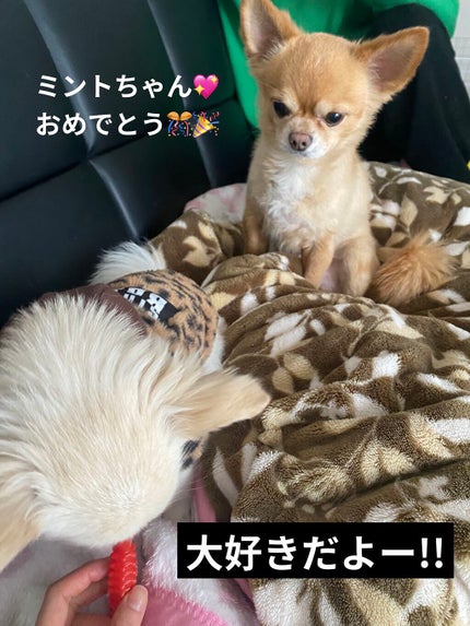 BWミリコスフレチーク/ビューティーワールド/ジェル・クリームチークを使ったクチコミ(4枚目)