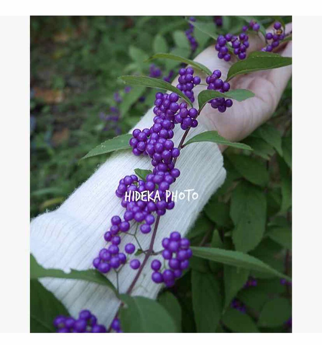 ðrincoðçŸèé£ç ç©¶å®¶ on LIPS ãâ¡ïŒæ21æ¥ïŒMon.ïŒâ¡çœãã»ãŒã¿ãŒçãŠè¡ã£ãã®#æå
#ãæŽ..ãïŒ1æç®ïŒ