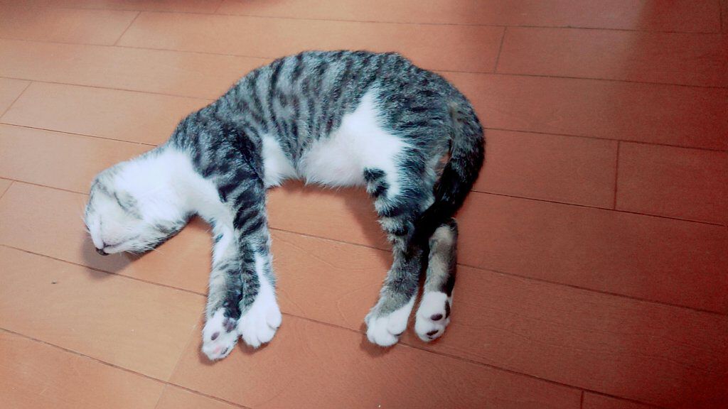 すっぴんパウダー/クラブ/プレストパウダーを使ったクチコミ（1枚目）