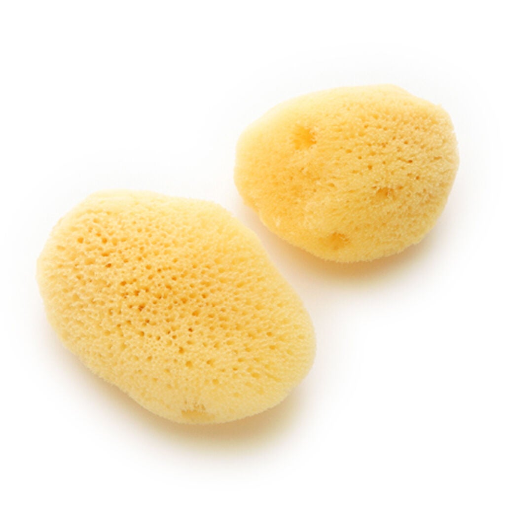 天然海綿N 2P チャスティ