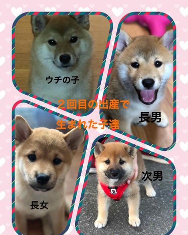 柴犬のママ💕 on LIPS 「今日は我が家の犬のＢｉｒｔｈｄａｙ💕💕2015年7月27日4頭..」（4枚目）