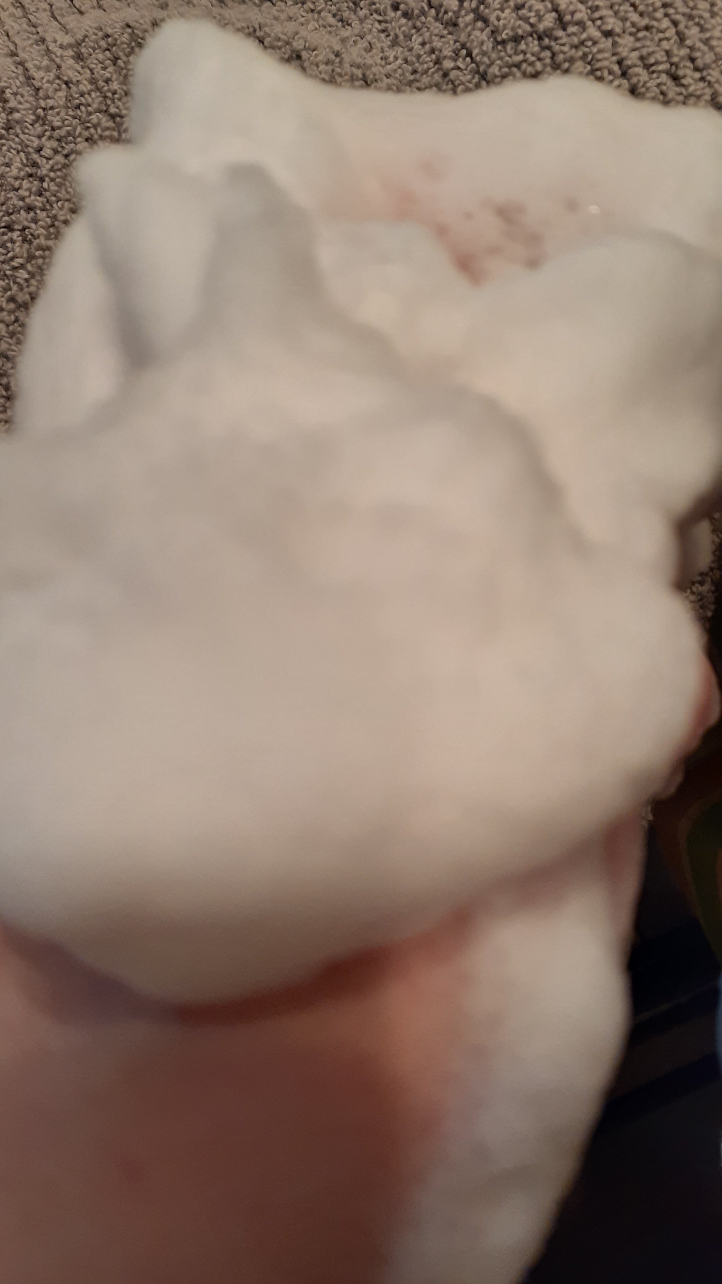 パパウォッシュ 本体/パパウォッシュ/洗顔パウダーを使ったクチコミ（2枚目）