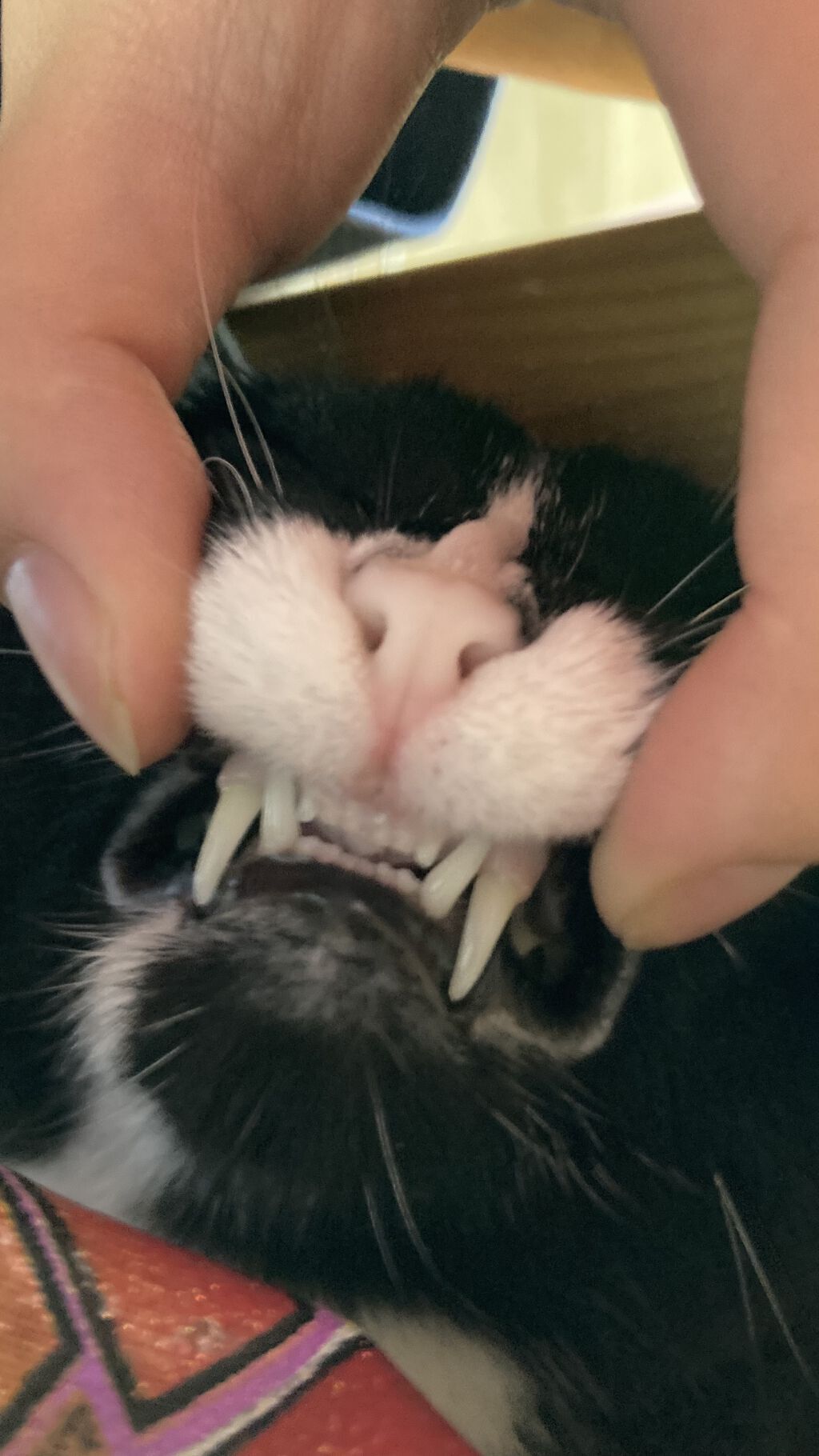 アディクション ザ アイシャドウ/ADDICTION/単色アイシャドウを使ったクチコミ（3枚目）