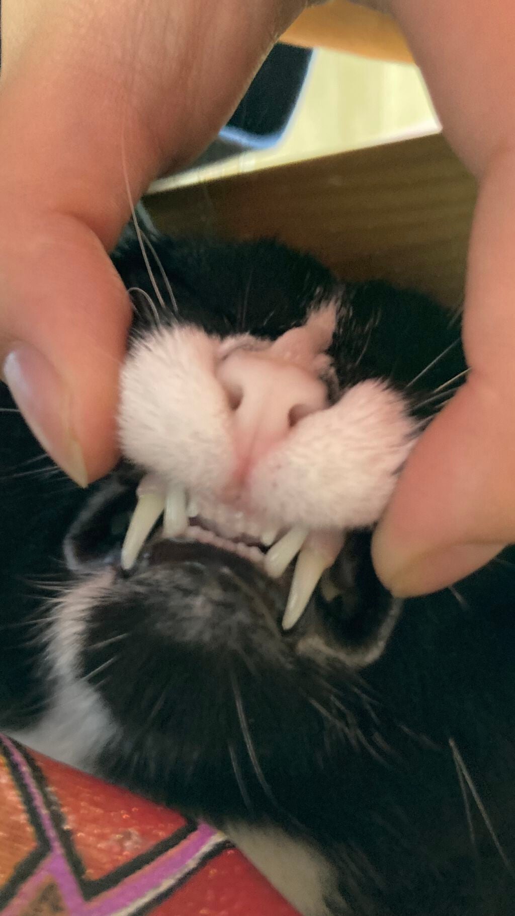 アディクション ザ アイシャドウ/ADDICTION/単色アイシャドウを使ったクチコミ(3枚目)