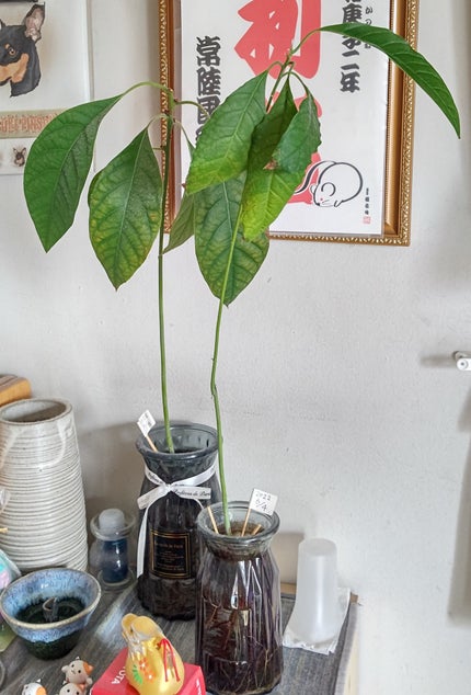 ガラス花瓶/DAISO/その他を使ったクチコミ(1枚目)