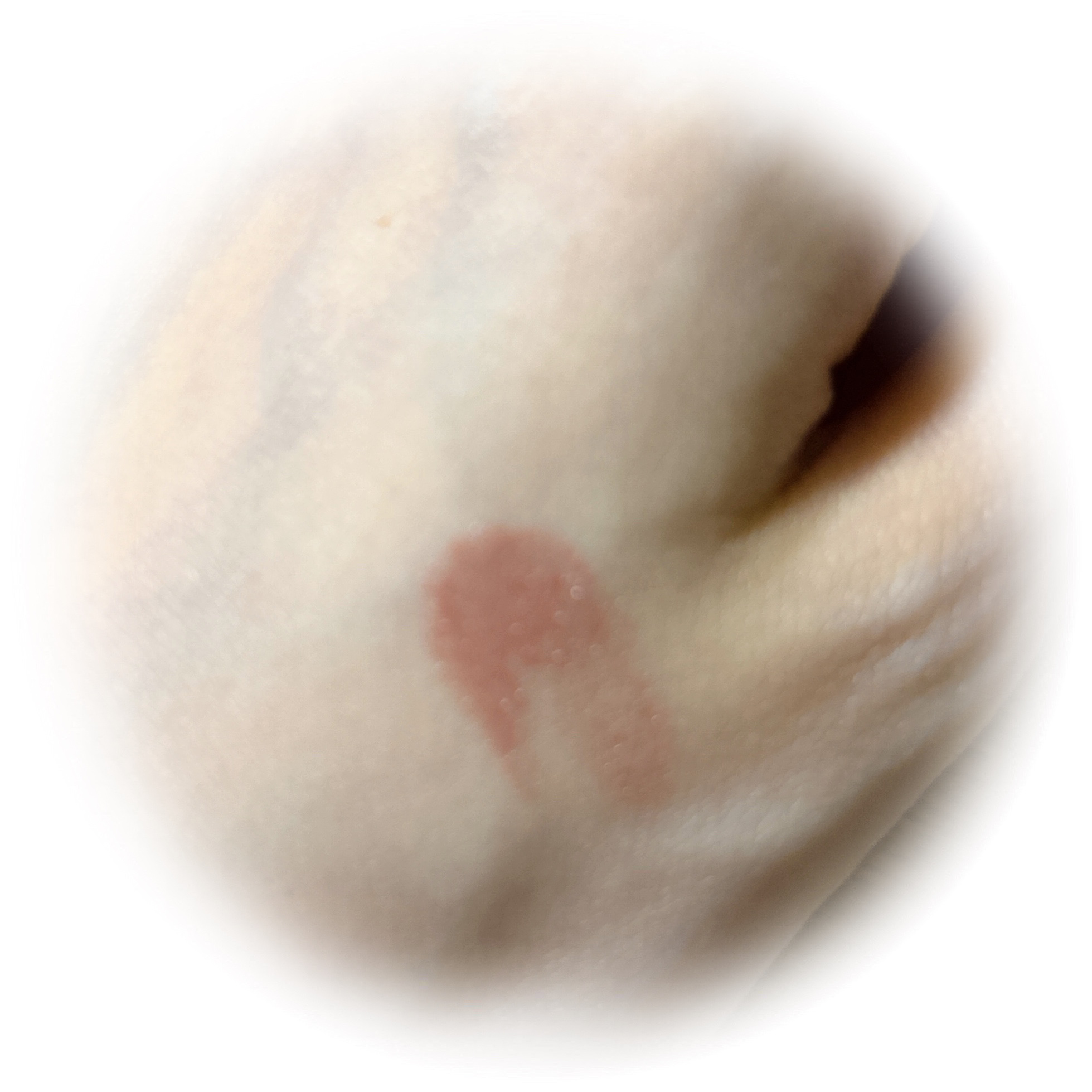 つやぷるリップR 102 誓いのPINK【新】/b idol/口紅を使ったクチコミ（2枚目）