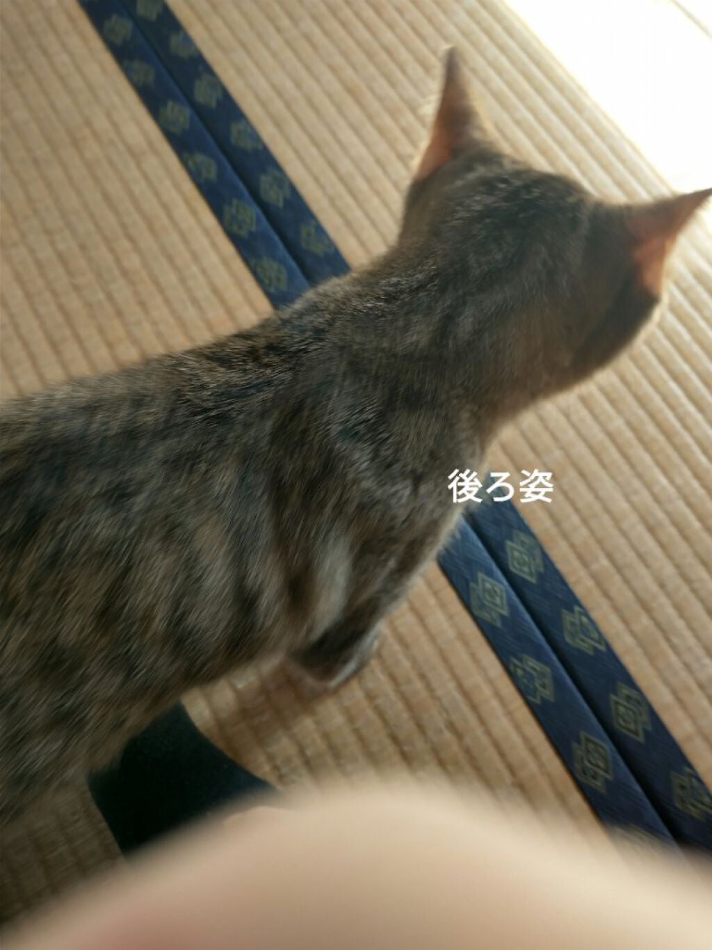 ビタミン野菜/伊藤園/野菜ジュースを使ったクチコミ(3枚目)