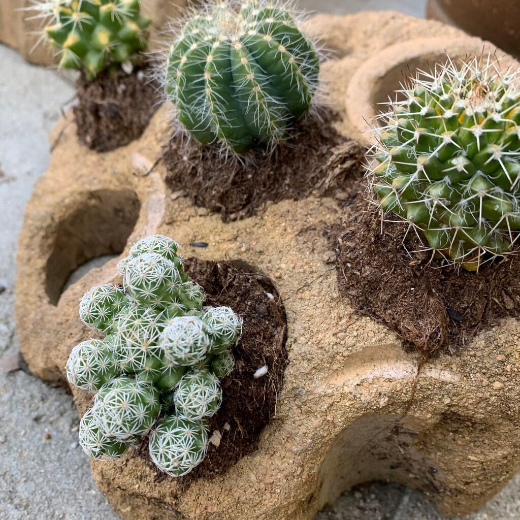 オイルミスト; センスオブバランス /Huxley/ミスト状化粧水を使ったクチコミ(3枚目)