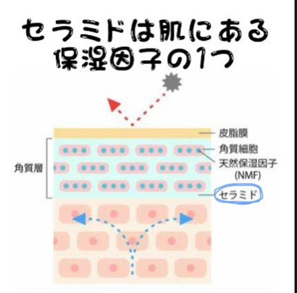 みー on LIPS 「保存版‼️セラミドの話✼••┈┈••✼••┈┈••✼••┈┈•..」(2枚目)