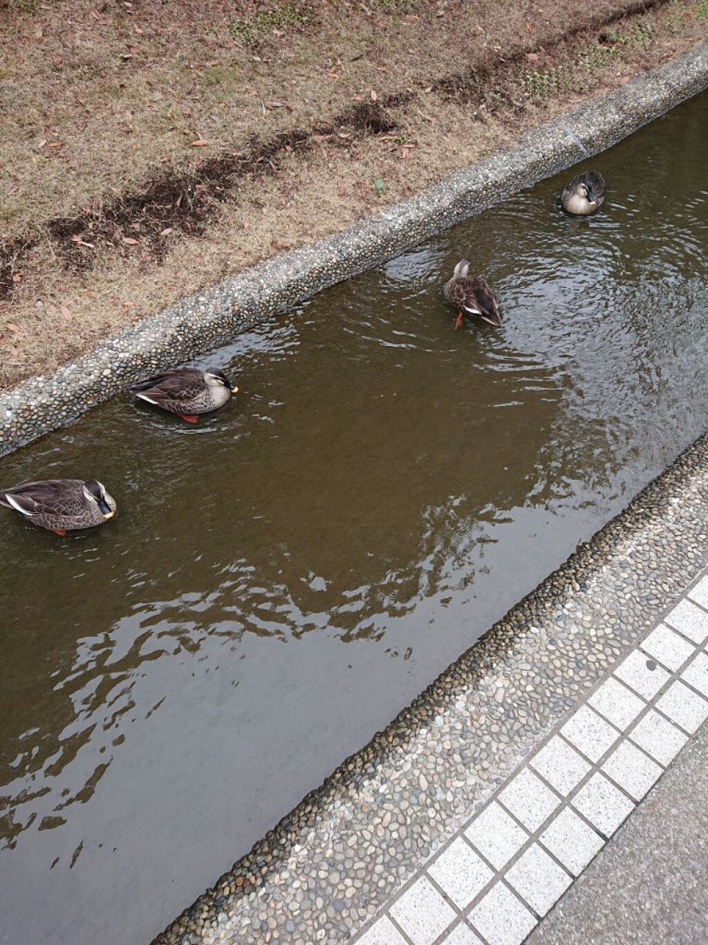 にゃーにゃ一団 on LIPS 「こんにちは✨😃❗今日は体調が良かったので😲みんなで散歩しつつポ..」(2枚目)