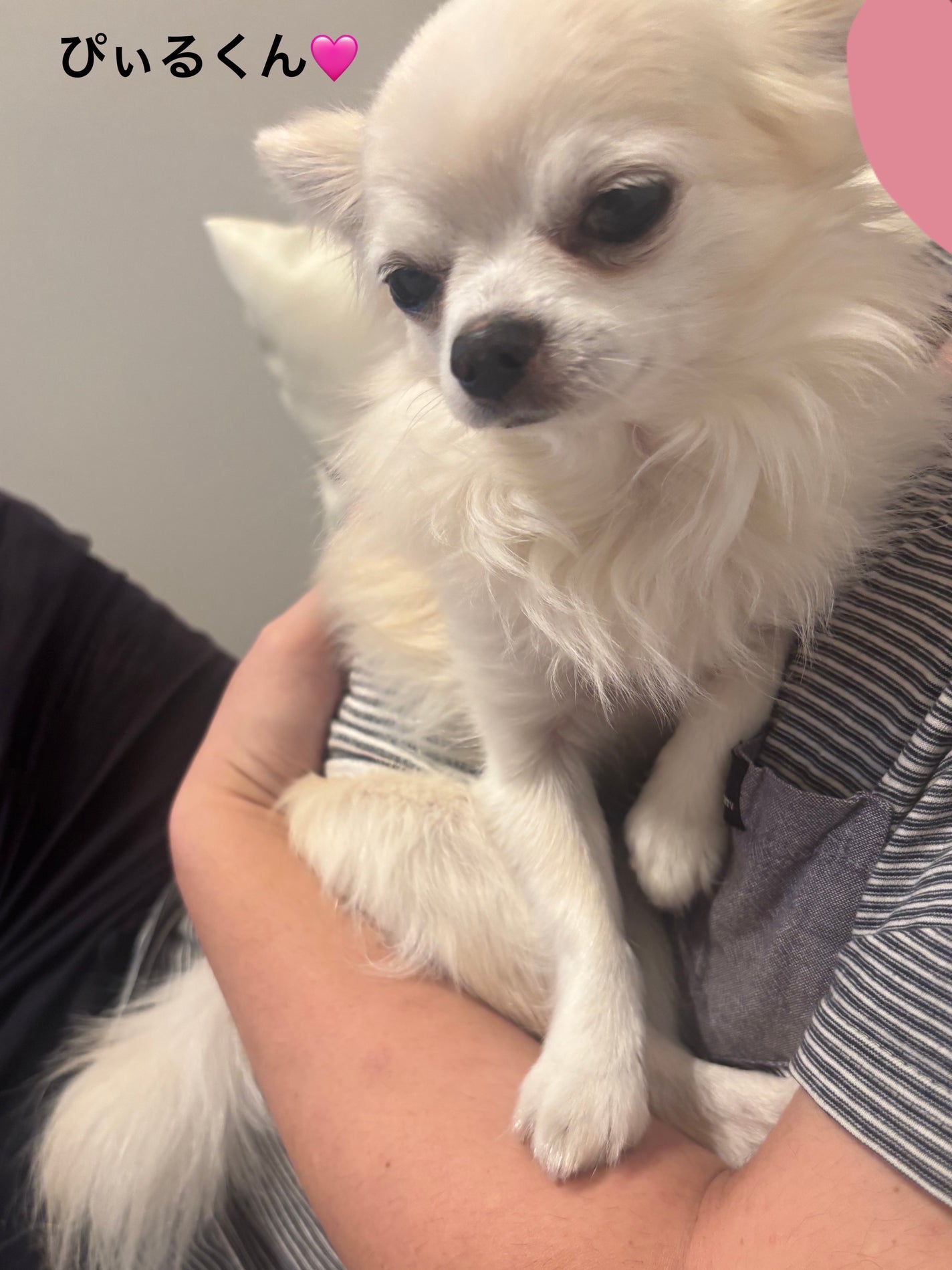 チークカラー ブラシ/JILL STUART/メイクブラシを使ったクチコミ(6枚目)