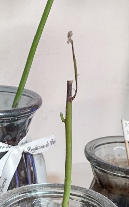 ガラス花瓶/DAISO/その他を使ったクチコミ(1枚目)