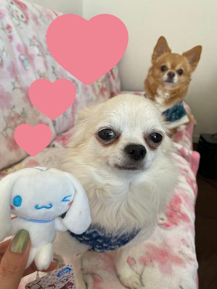 薬用ホワイトニング ハンドクリーム(もぎたてピーチ)/コエンリッチQ10/ハンドクリームを使ったクチコミ(5枚目)