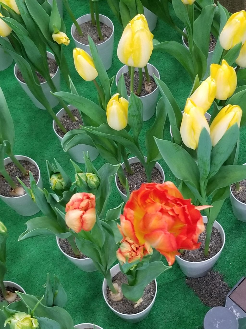 ホワイトシェイピングパレット/KATE/プレストパウダーを使ったクチコミ(1枚目)